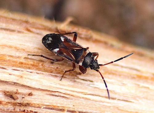 Raglius alboacuminatus